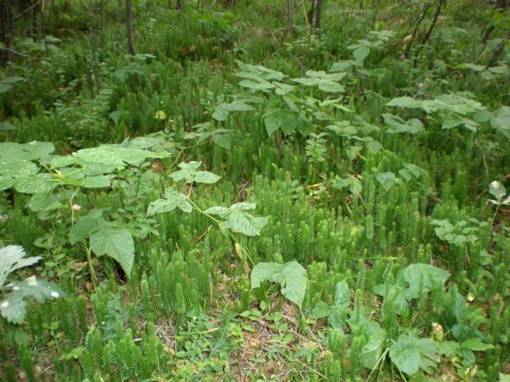 Облапи з panoramio.com - Oblapy
