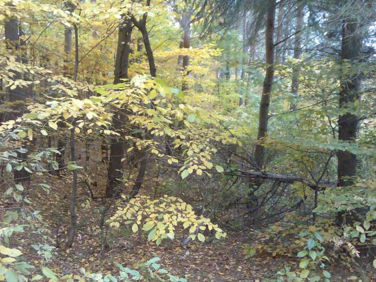 Пашківці з panoramio.com - Пашковцы