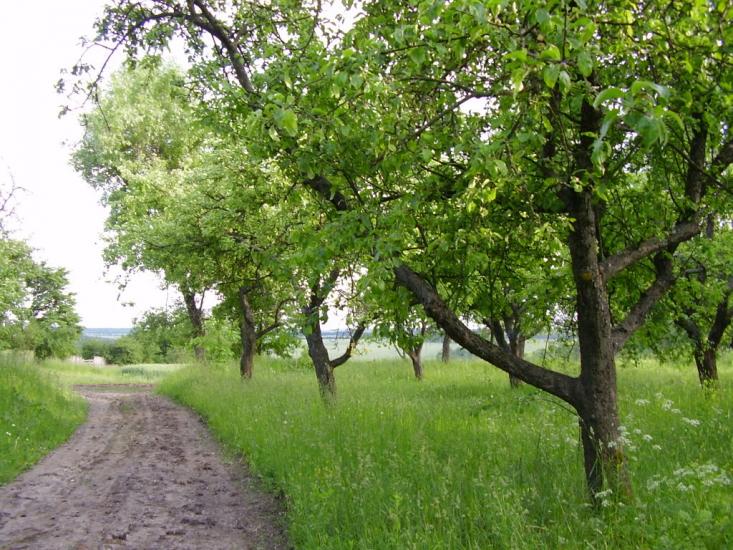 Коржівці з panoramio.com - Коржевцы