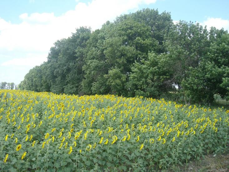 Великі Трояни з panoramio.com - Великі Трояни
