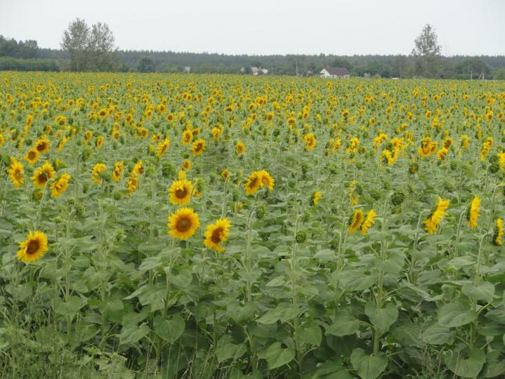 Золоте з panoramio.com - Золотое