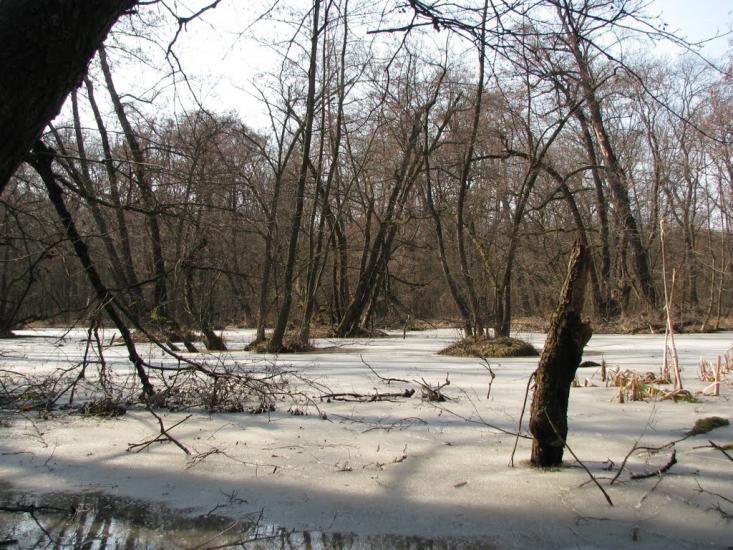 Підлісне з panoramio.com - Pidlisne
