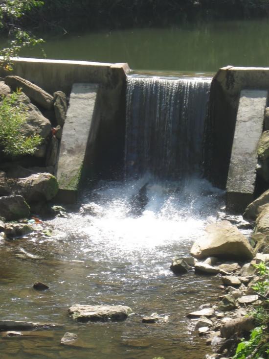 Плав'я з panoramio.com - Plavya