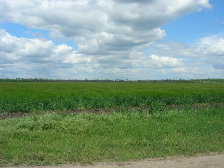 Радушне з panoramio.com - Радушное