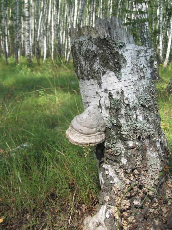 Рудня-Гацьківка з panoramio.com - Рудня-Гацьківка