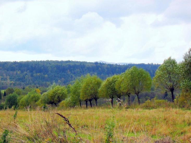 Шандровець з panoramio.com - Shandrovets
