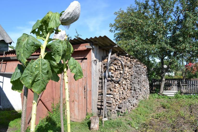 Полохачів з panoramio.com - Полохачів
