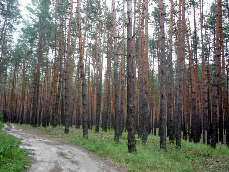 Підлиман з panoramio.com - Підлиман