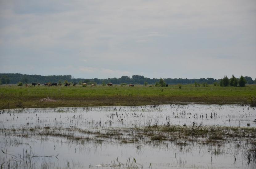 Сосниця з panoramio.com - Сосниця