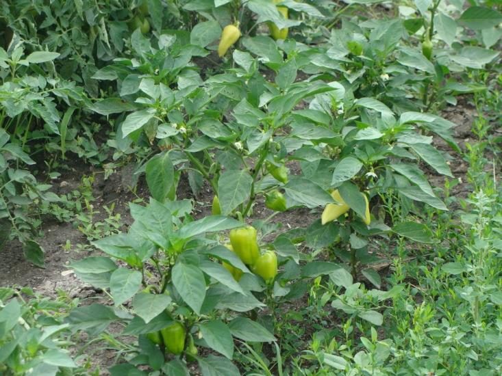 Привітне з panoramio.com - Привітне