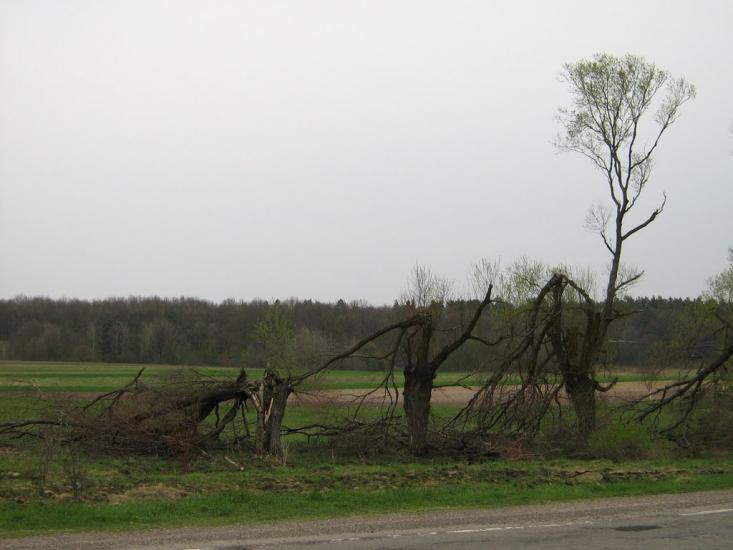 Підгайці з panoramio.com - Підгайці