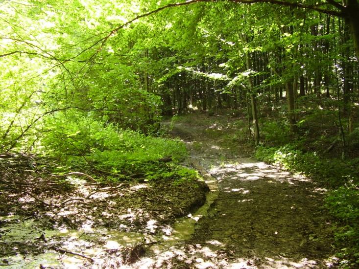 Коржівці з panoramio.com - Korzhivtsi