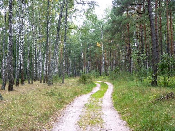 Деревини з panoramio.com - Деревины
