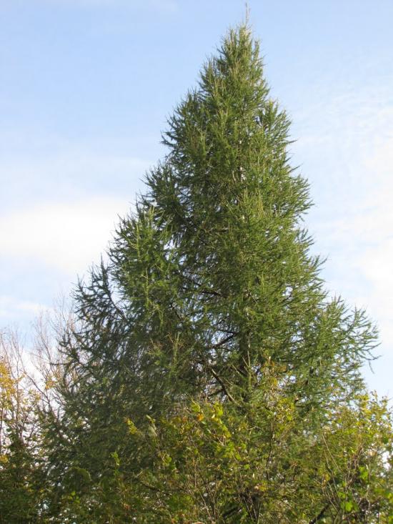 Опака з panoramio.com - Опака