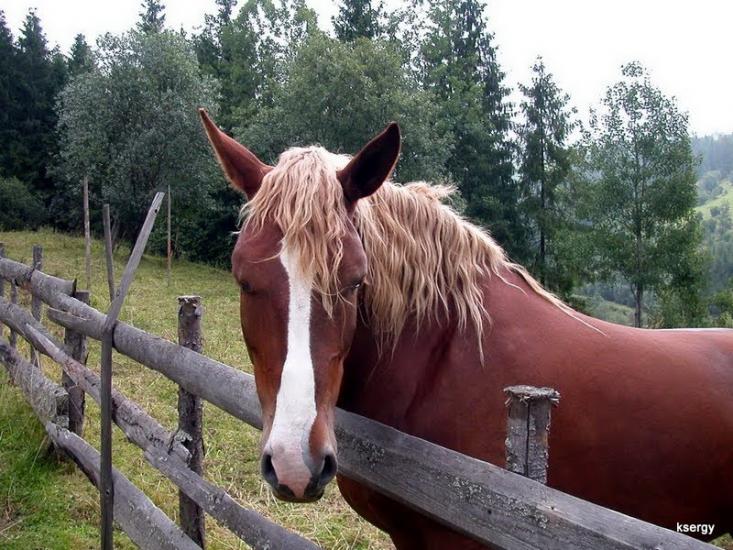 Вишків з panoramio.com - Вышков