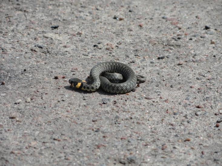 Бодячів з panoramio.com - Бодячів