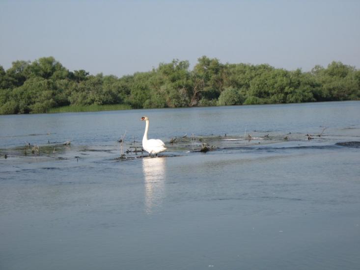 Дунайське з panoramio.com (ч.2) - Дунайське