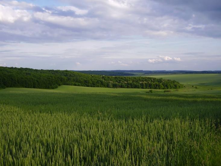Коржівці з panoramio.com - Коржевцы