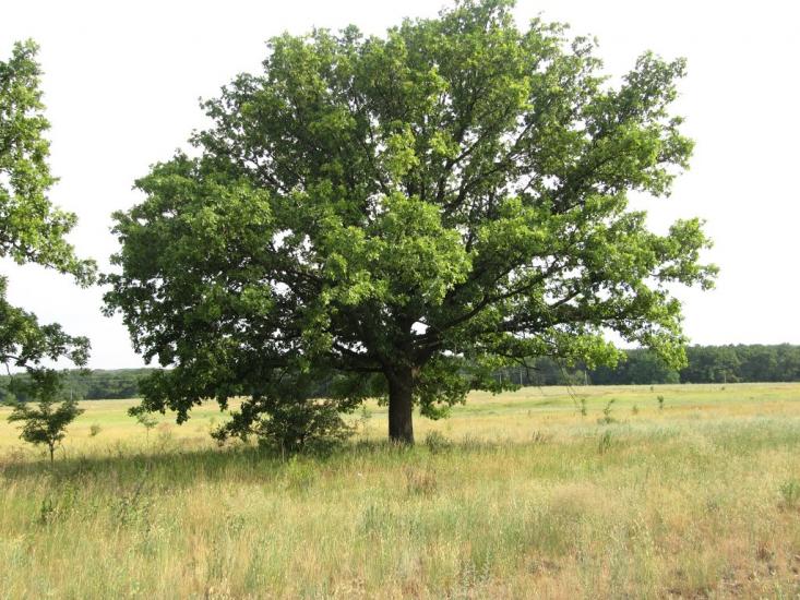 Букине з panoramio.com - Bukyne