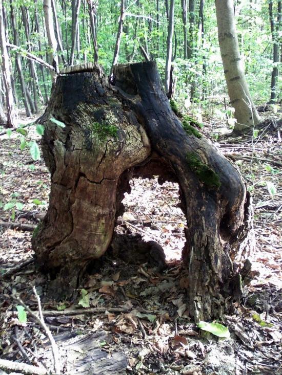 Заїзд з panoramio.com - Заезд