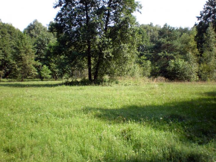 Облапи з panoramio.com - Oblapy