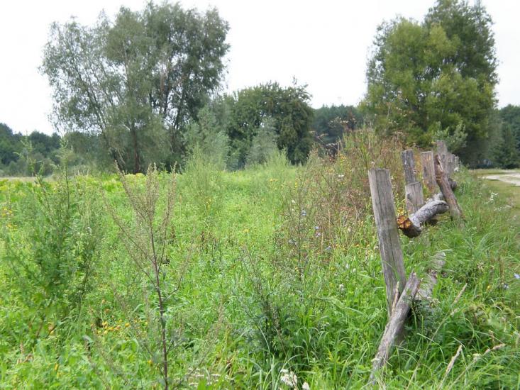 Облапи з panoramio.com - Oblapy