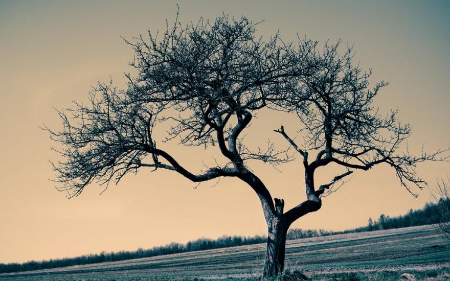 Соколів з panoramio.com - Соколів