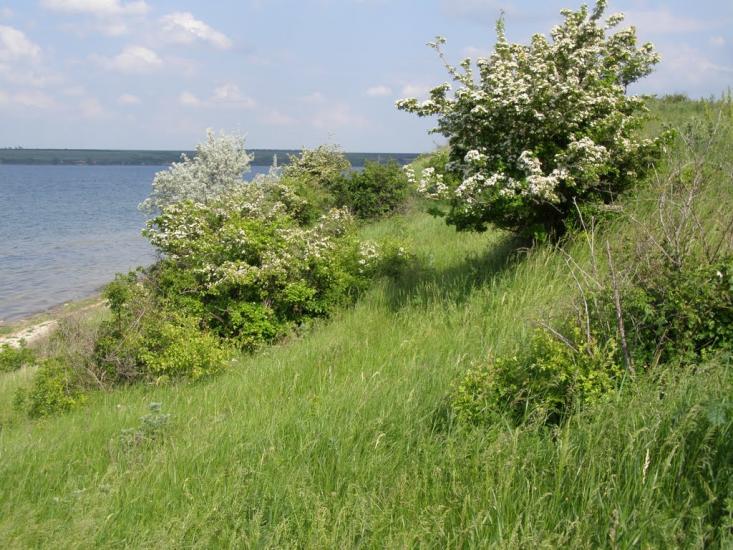 Широке з panoramio.com - Широкое