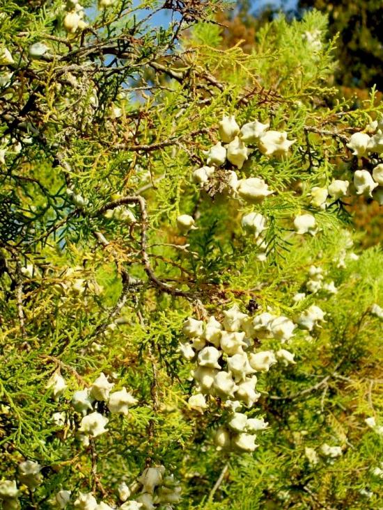 Думени з panoramio.com - Думены