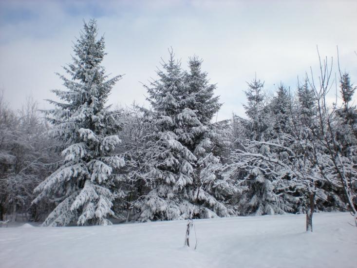 Ковиничі з panoramio.com - Ковиничі