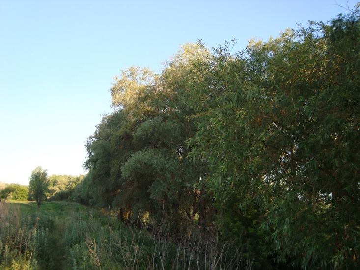 Георгіївка з panoramio.com - Георгіївка