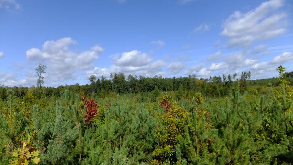 Нова Мощаниця з panoramio.com - Новая Мощаница