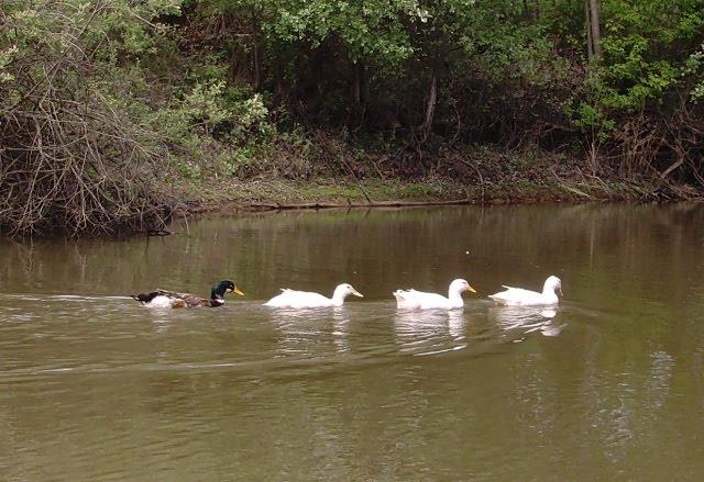 Сонячне з panoramio.com - Солнечное