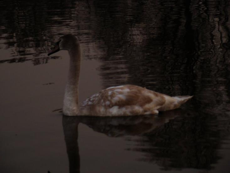 Княжичі з panoramio.com - Княжичі