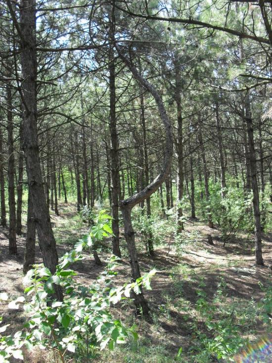 Калинівка з panoramio.com - Калиновка