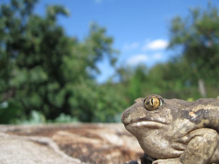 Пісочин з panoramio.com - Песочин