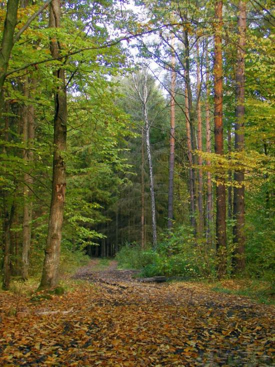 Миропіль з panoramio.com - Мирополь