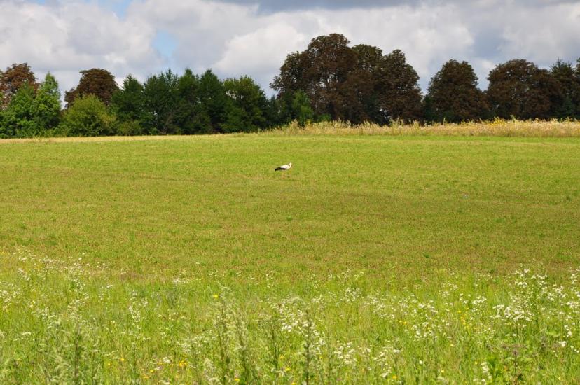 Шарапанівка з panoramio.com - Шарапанівка