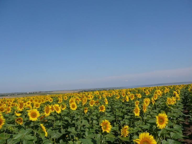 Мар'янівка з panoramio.com - Марьяновка