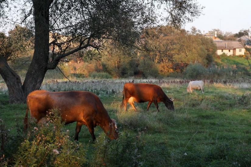 Кролевець з panoramio.com - Кролевець