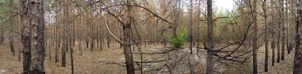 Лошакова Гута з panoramio.com - Лошакова Гута