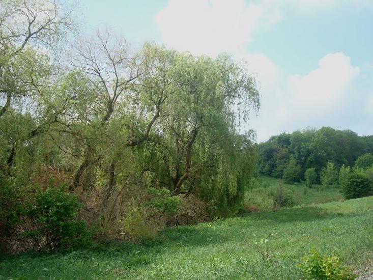 Нестерівці з panoramio.com - Нестерівці