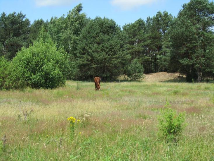 Самари-Оріхові з panoramio.com - Самари-Оріхові