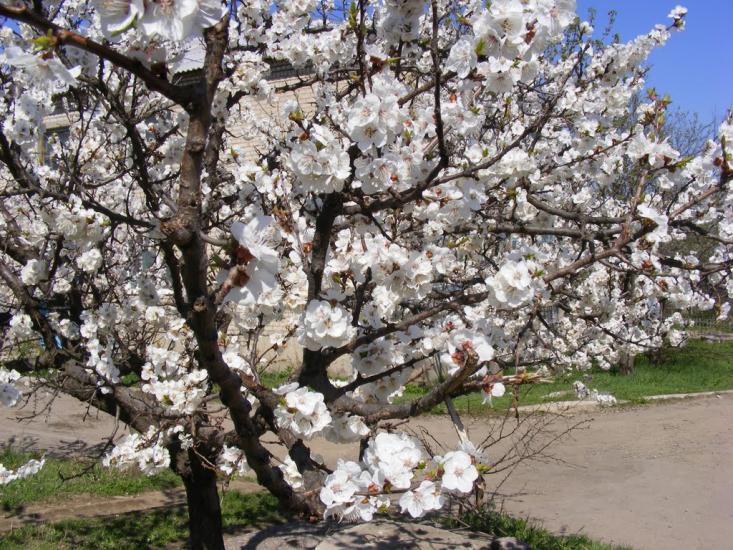 Лутугине з panoramio.com - Лутугине