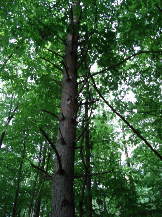 Мліїв з panoramio.com - Млиев