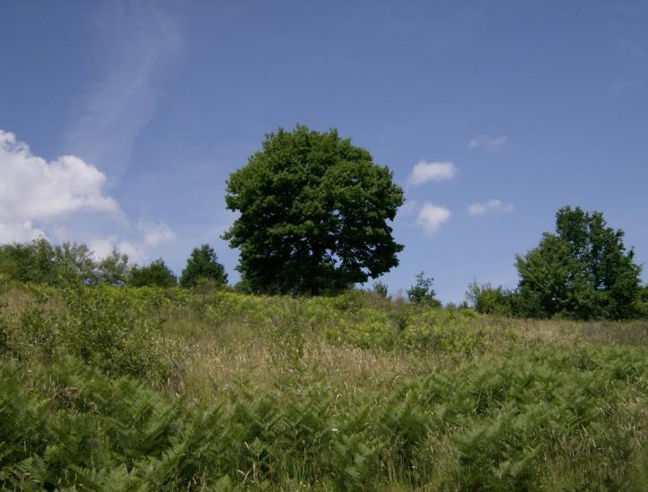 Грушово з panoramio.com - Grushovo