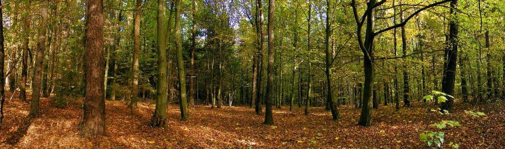Миропіль з panoramio.com - Мирополь