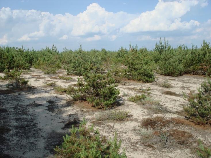 Хрипськ з panoramio.com - Khrypsk