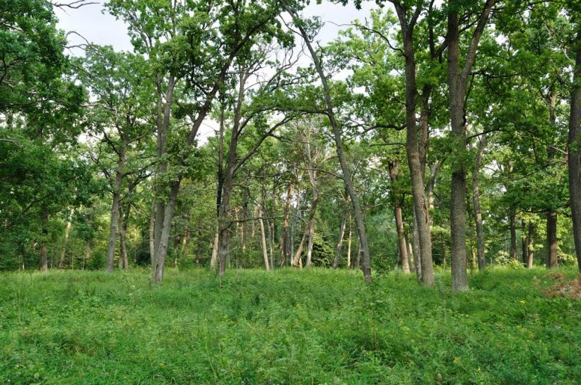 Скиток з panoramio.com - Скиток