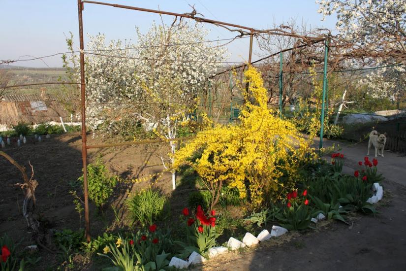 Ананьїв з panoramio.com - Ананьев